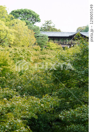 京都東福寺界隈の風景 129005149