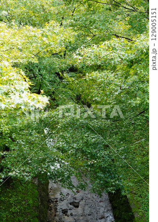 京都東福寺界隈の風景 129005151