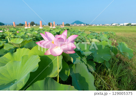 藤原京跡の蓮畑に咲く一輪の蓮の花 藤原京跡の蓮畑に咲く一輪の蓮の花 129005375