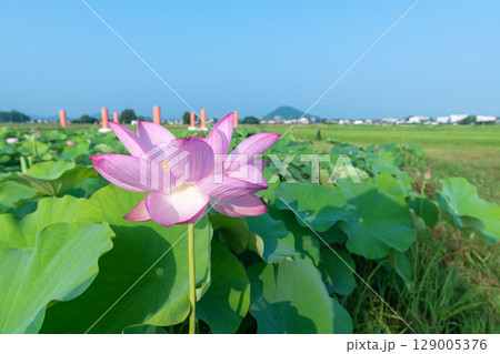 藤原京跡の蓮畑に咲く一輪の蓮の花 藤原京跡の蓮畑に咲く一輪の蓮の花 129005376