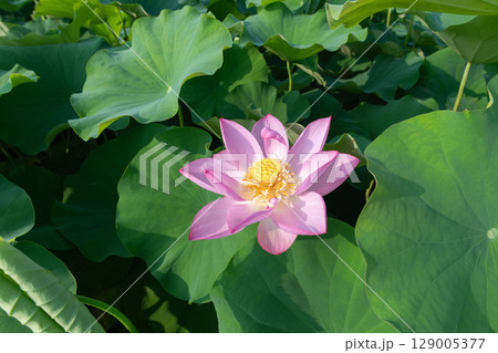藤原京跡の蓮畑に咲く一輪の蓮の花 129005377