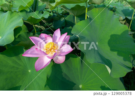藤原京跡の蓮畑に咲く一輪の蓮の花 藤原京跡の蓮畑に咲く一輪の蓮の花 129005378