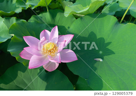 朝の光を浴びて大きく花弁を広げる蓮の花 129005379