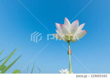 青空に向かって花開こうとしている蓮の花 青空に向かって花開こうとしている蓮の花 129005382