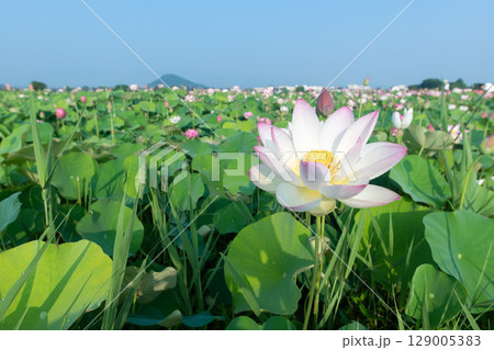 藤原京跡の蓮畑に咲く一輪の蓮の花 藤原京跡の蓮畑に咲く一輪の蓮の花 129005383