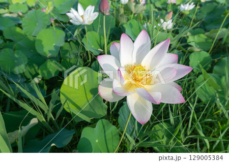 雑草と混ざり合いながら花開く蓮の花 129005384