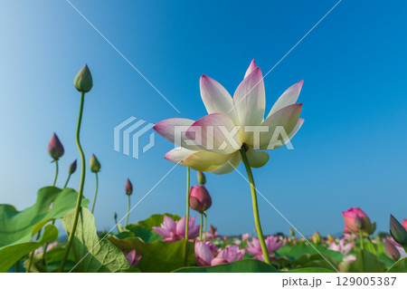 青空に向かって咲き誇る蓮の花 129005387