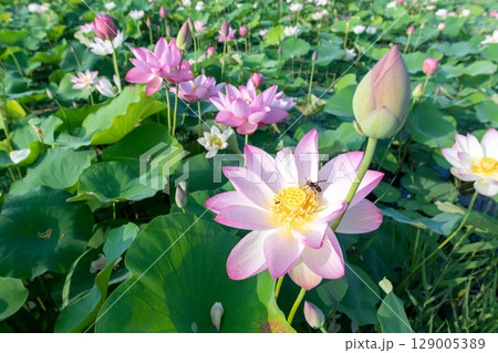 咲き誇る蓮の花と受粉を助ける昆虫 咲き誇る蓮の花と受粉を助ける昆虫 129005389