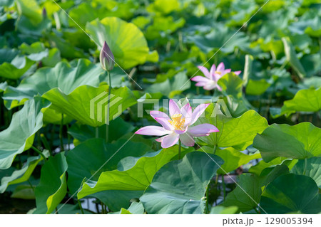 朝の陽光に照らされて光り輝く蓮の花 129005394