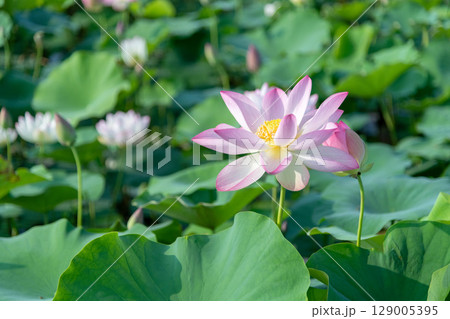 朝日を浴びて花開くハスの花 129005395