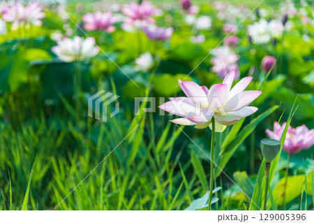 朝日に照らされる満開の蓮 129005396