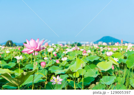 藤原京の蓮畑に咲くハスの花と後方に聳える畝傍山 129005397