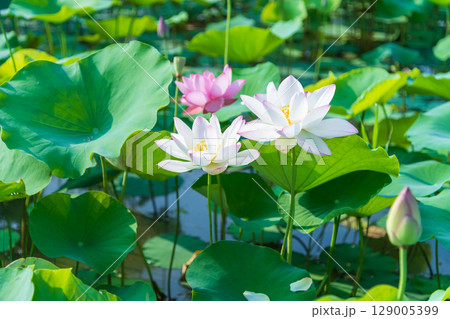 朝日を浴びて花開く蓮の花 129005399