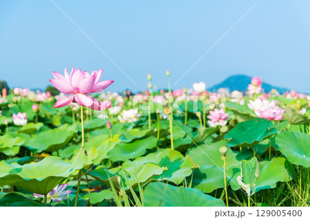 藤原京の蓮畑に咲くハスの花と後方に聳える畝傍山 藤原京の蓮畑に咲くハスの花と後方に聳える畝傍山 129005400