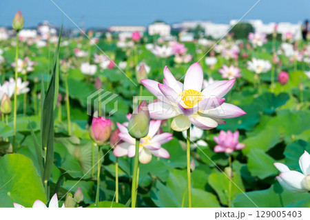 藤原京の蓮畑に咲くハスの花 藤原京の蓮畑に咲くハスの花 129005403