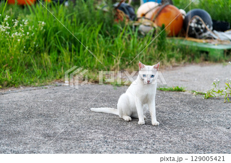 強面な毛並みのネコ 129005421