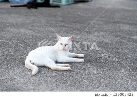 港のコンクリートの上で寛ぐ白い猫と遠くに見える黒い猫 129005422