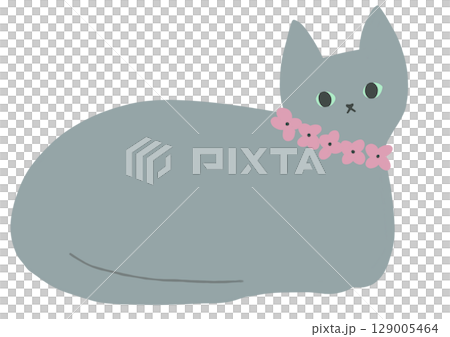 Gray cat with pink collar Gray cat with pink collar 129005464