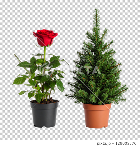 A beautiful red rose flower is blooming in a pot, with its petals and leaves glistening 129005570