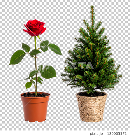 A beautiful red rose flower is blooming in a pot, with its petals and leaves glistening A beautiful red rose flower is blooming in a pot, with its petals and leaves glistening 129005571