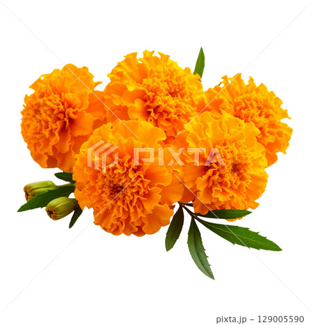 Yellow and orange calendula flowers bloom in a closeup macro of spring or summer nature, isolated on a white background 129005590