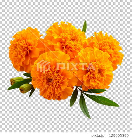 Yellow and orange calendula flowers bloom in a closeup macro of spring or summer nature, isolated on a white background 129005590