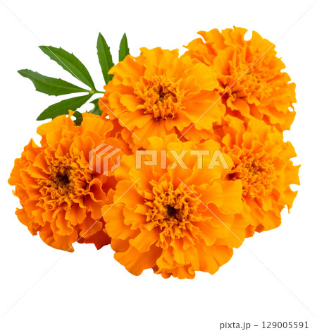 Yellow and orange calendula flowers bloom in a closeup macro of spring or summer nature, isolated on a white background Yellow and orange calendula flowers bloom in a closeup macro of spring or summer nature, isolated on a white background 129005591