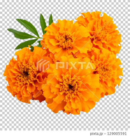 Yellow and orange calendula flowers bloom in a closeup macro of spring or summer nature, isolated on a white background Yellow and orange calendula flowers bloom in a closeup macro of spring or summer nature, isolated on a white background 129005591