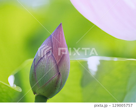 蓮の花の蕾 蓮の花の蕾 129005757