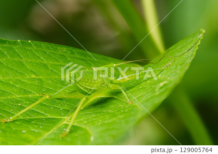 葉にとまるバッタ 129005764