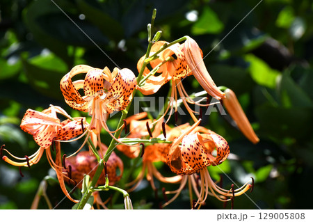 オニユリ（鬼百合） 129005808