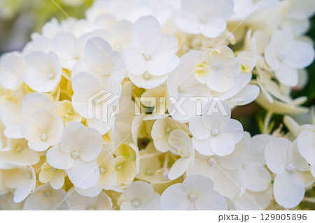 Elegant White Hydrangea Blossom A Symbol of Purity and Grace. Floral Beauty for Decoration Elegant White Hydrangea Blossom A Symbol of Purity and Grace. Floral Beauty for Decoration 129005896