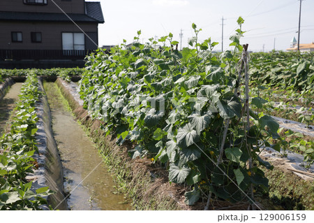 五十年前の年前の水田転作　キュウリ栽培 129006159