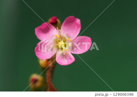 トウカイコモウセンゴケの花 トウカイコモウセンゴケの花 129006396
