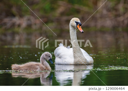 Mute swan with baby. Cygnets on summer day in calm water. Bird in the nature habitat Mute swan with baby. Cygnets on summer day in calm water. Bird in the nature habitat 129006464