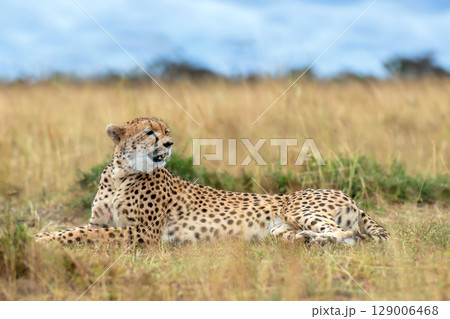 Wild african cheetah, beautiful mammal animal. Africa, Kenya 129006468
