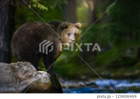 Wild Brown Bear (Ursus Arctos) in the summer forest. Animal in natural habitat 129006469
