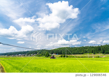 《新潟県》夏空の田園風景 《新潟県》夏空の田園風景 129006546