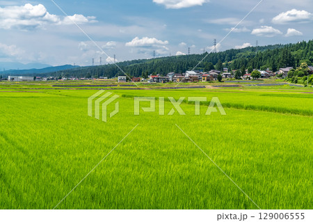 《新潟県》夏空の田園風景 129006555