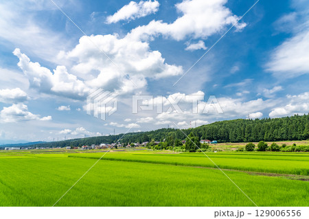 《新潟県》夏空の田園風景 《新潟県》夏空の田園風景 129006556