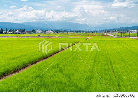 《新潟県》夏空の田園風景 129006560