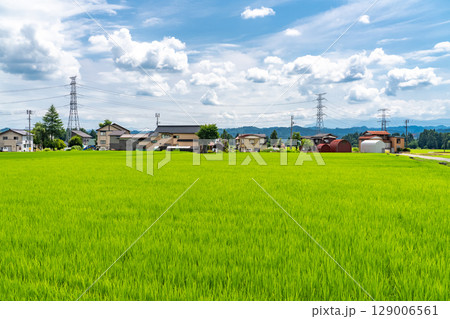 《新潟県》夏空の田園風景 《新潟県》夏空の田園風景 129006561