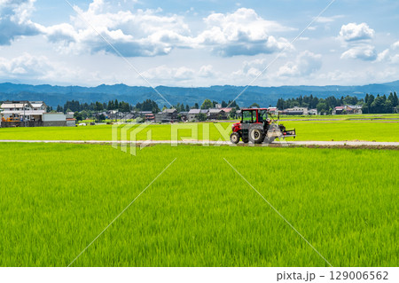 《新潟県》夏空の田園風景 129006562