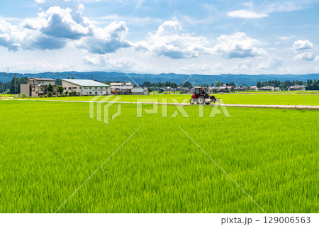 《新潟県》夏空の田園風景 129006563