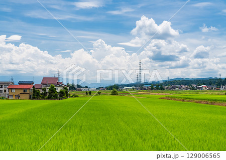 《新潟県》夏空の田園風景 《新潟県》夏空の田園風景 129006565