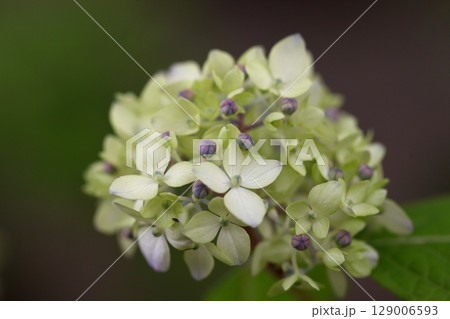 ハチブセテマリの蕾と花 129006593