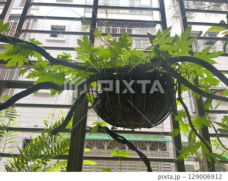 植物 工場 プランツ 129006912