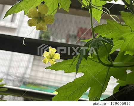 植物 工場 プランツ 129006913