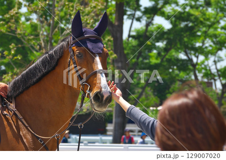 馬術競技のイベントで人間と触れ合う馬 馬術競技のイベントで人間と触れ合う馬 129007020