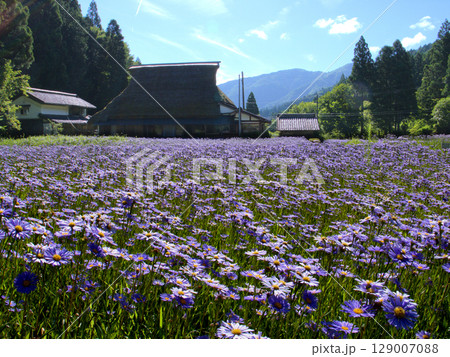 京都市左京区久多の畑一面に咲く北山友禅菊と茅葺きの古民家 129007088